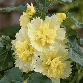 Мальва розовая Spring celebrities Lemon