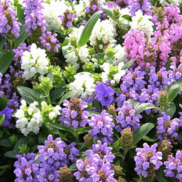 Прунелла крупноцветковая Пагода смесь