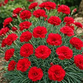 Гвоздика гратианополитанская David