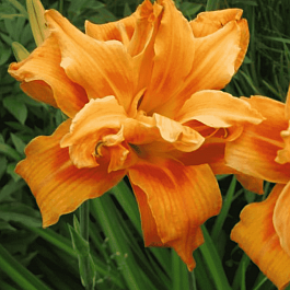 Лилейник Fulva Kwanso