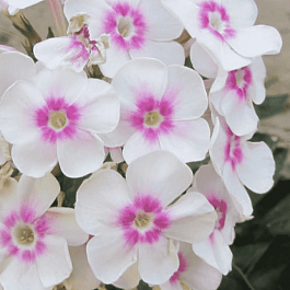 Флокс метельчатый Весенний сад