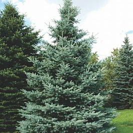 Ель колючая Костер Ель колючая Костер