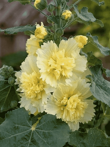 Мальва розовая Spring celebrities Lemon