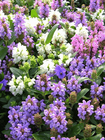 Прунелла крупноцветковая Пагода смесь