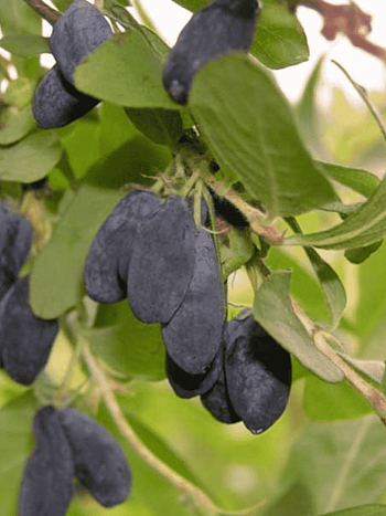 Жимолость плодовая Московская 23