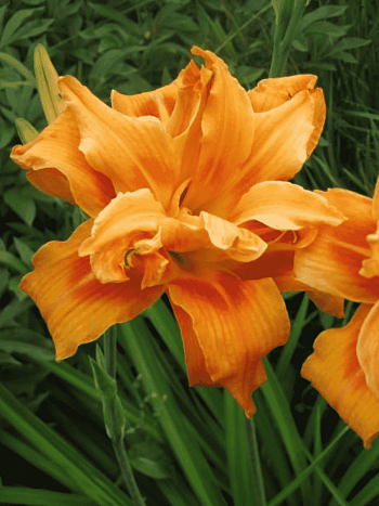 Лилейник Fulva Kwanso