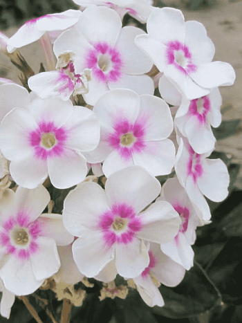 Флокс метельчатый Весенний сад