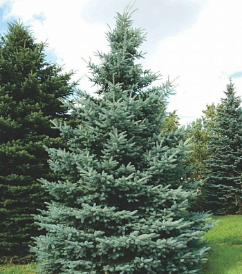Ель колючая Костер