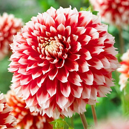 Георгина Бахромчатая Ноэль