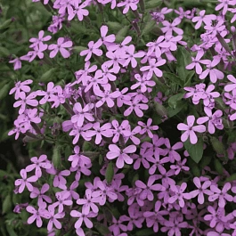 Мыльнянка базиликолистная