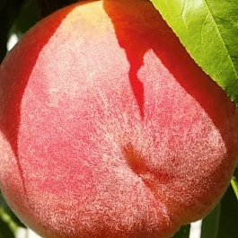 Персик Вайн Голд