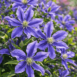 Клематис Mystic River