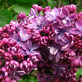 Сирень обыкновенная Виолетта