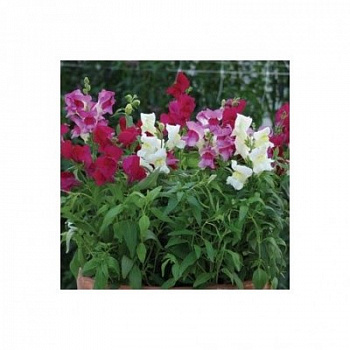 Львиный зев Снэпшот Мерло Микс