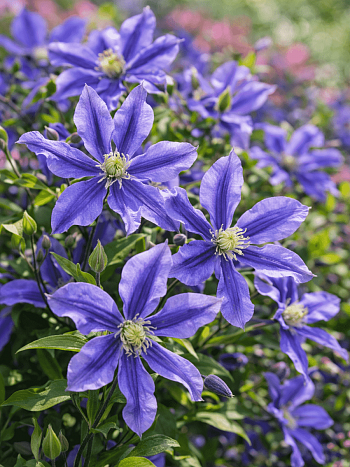 Клематис Mystic River