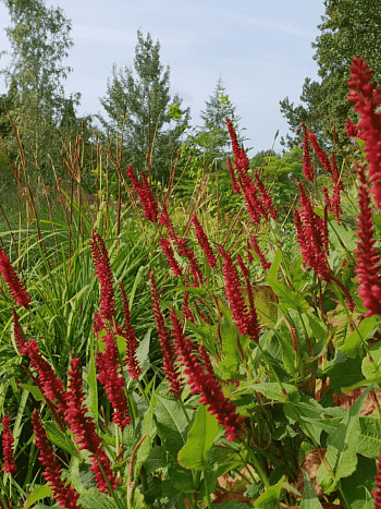 Горец свечевидный Speciosa