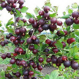 Крыжовник Каптиватор