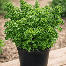 Мята Курчавая