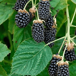 Ежевика Columbia Sunrise