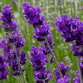 Лаванда узколистная Blue Scent