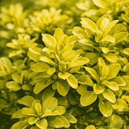 Барбарис Тунберга Tiny Gold