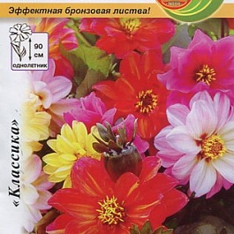 Георгина Дети Кардинала