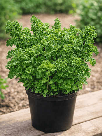 Мята Курчавая