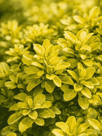 Барбарис Тунберга Tiny Gold