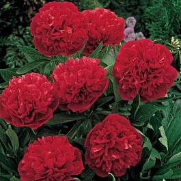 Пион травянистый Оффициналис Рубра Плена