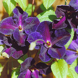 Клематис крупноцветковый Тучка