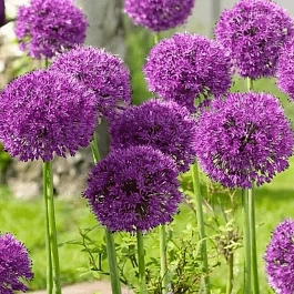 Лук декоративный Purple Sensation