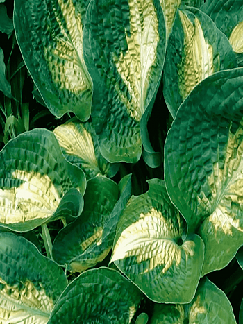 Хоста Alligator Alley