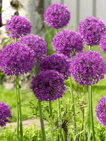 Лук декоративный Purple Sensation