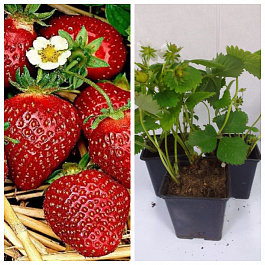 Земляника садовая Корона НАБОР 3ШТ
