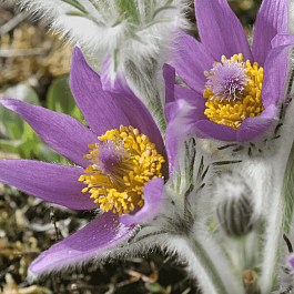 Прострел Галлера