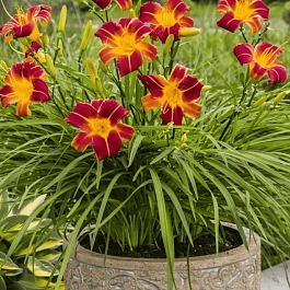 Лилейник EveryDaylily Red Rib