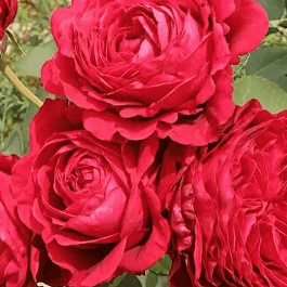 Роза флорибунда Rose des 4 Vents