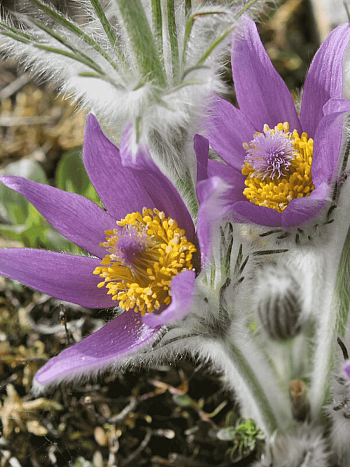 Прострел Галлера