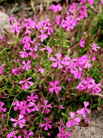 Смолёвка Шафта Splendens