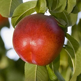 Нектарин Ванг-8