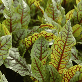 Щавель Кроваво-красный Bloody Dock