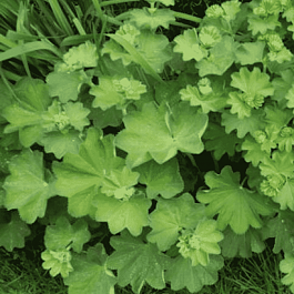 Манжетка мягкая Gold Strike