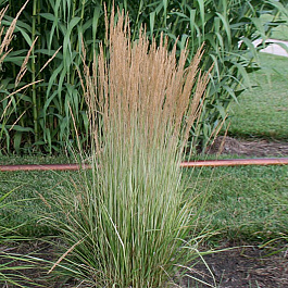 Вейник остроцветковый Аваланш Вейник остроцветковый Аваланш