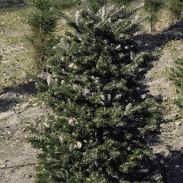 Пихта корейская Zenek