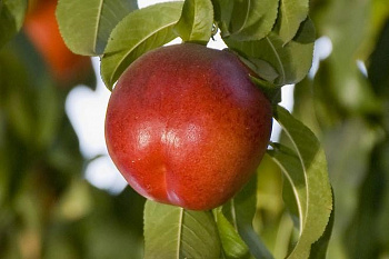 Нектарин Ванг-8