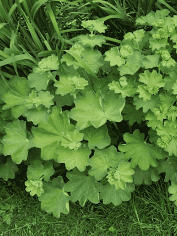 Манжетка мягкая Gold Strike