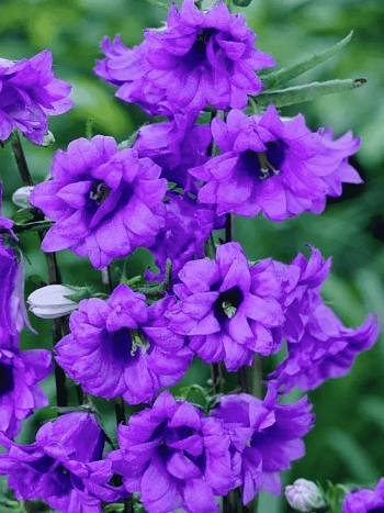 Колокольчик крапиволистный Bernice