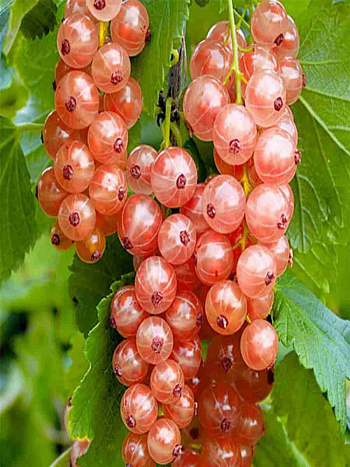 Смородина красная Роза Чаир