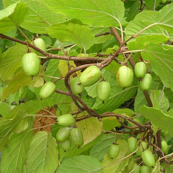 Актинидия аргута Великанша