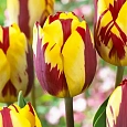 Тюльпан Twister